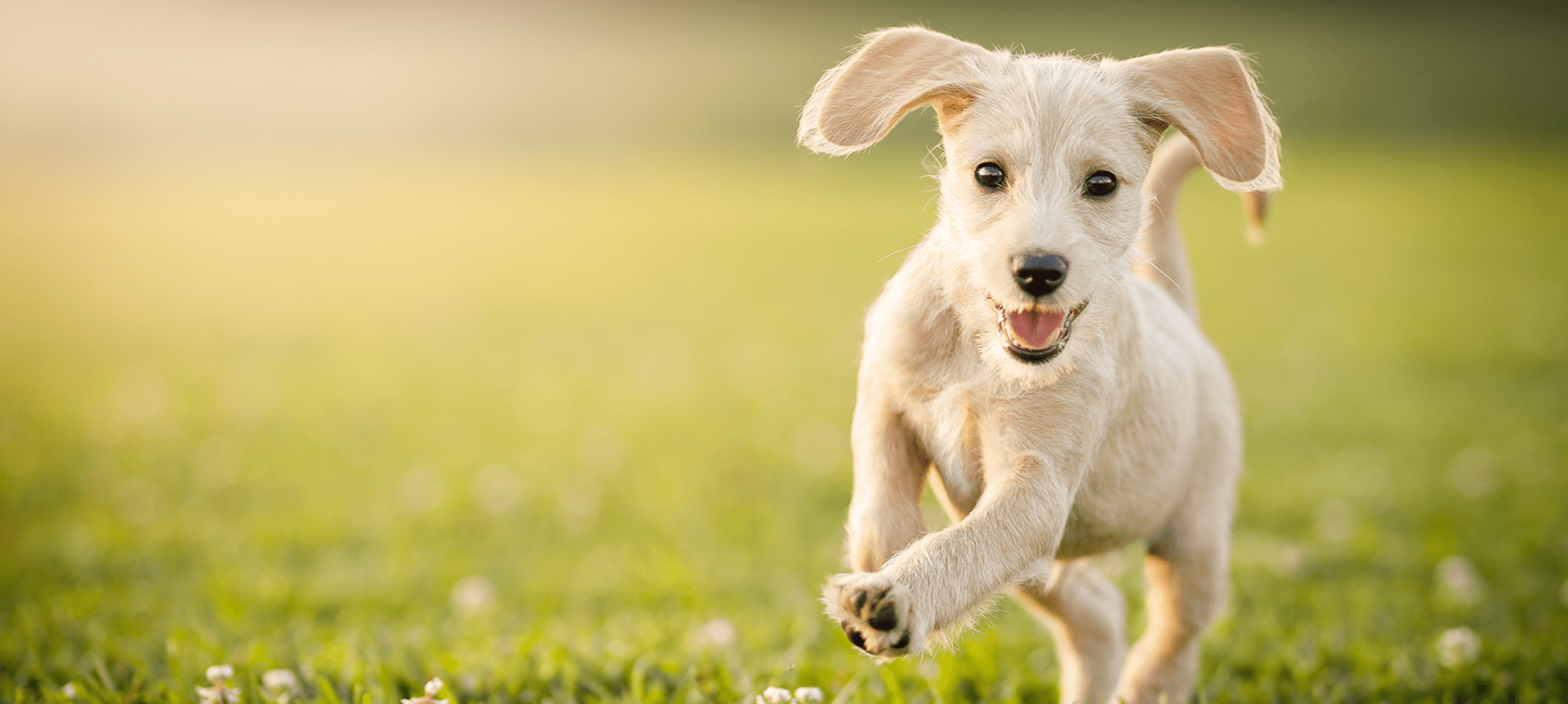 A happy puppy running on grass in sunlight.