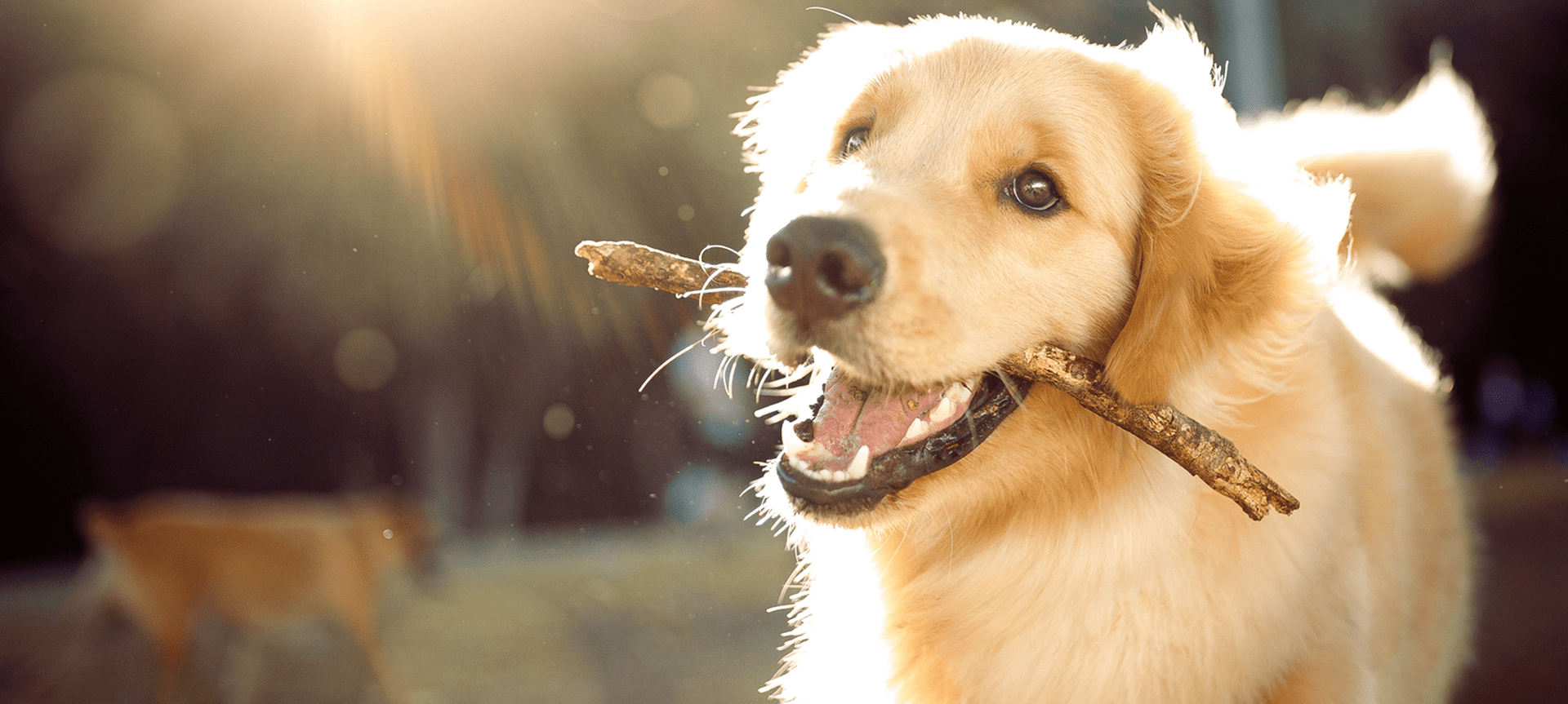 Golden retriever happily holding a stick in its mouth outdoors.