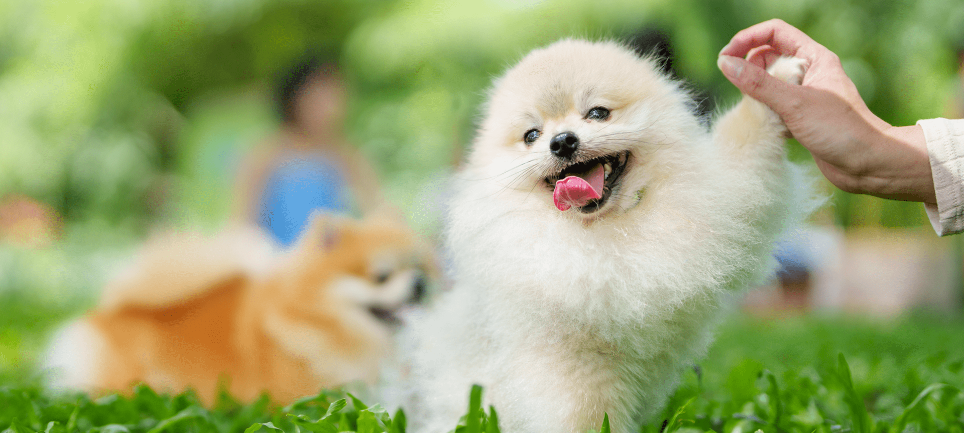 Happy fluffy white dog with tongue out in a garden.