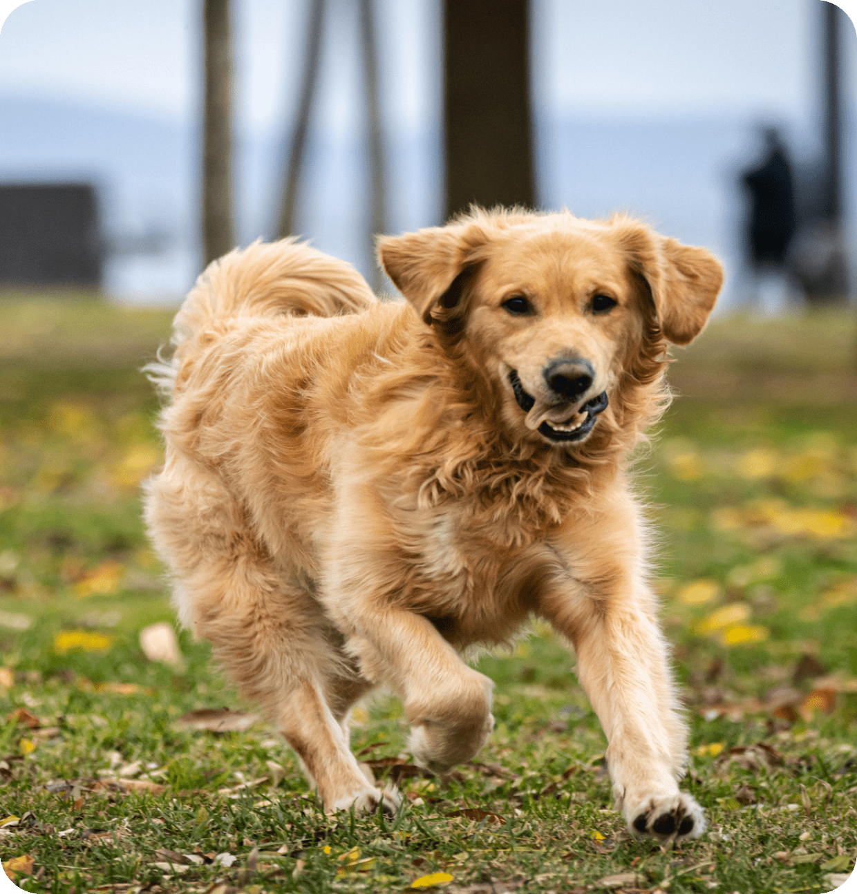 Golden retriever running joyfully outdoors on a grassy field.