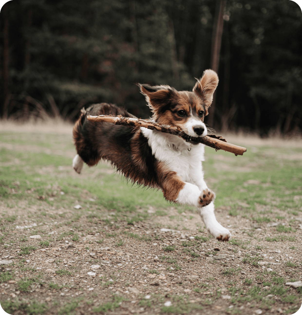 A playful dog running with a stick in its mouth outdoors.