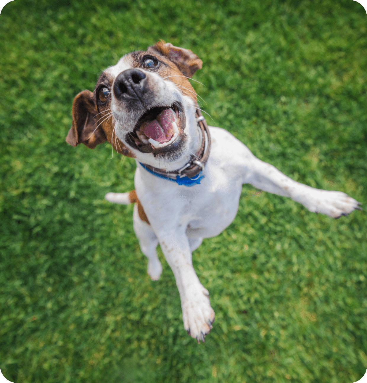 Happy dog jumping excitedly on green grass.